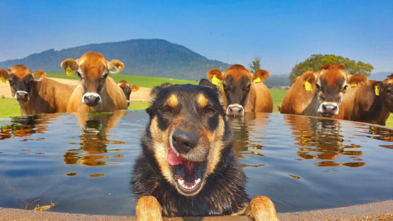 Candid kelpie wins #AgDayAU photo competition