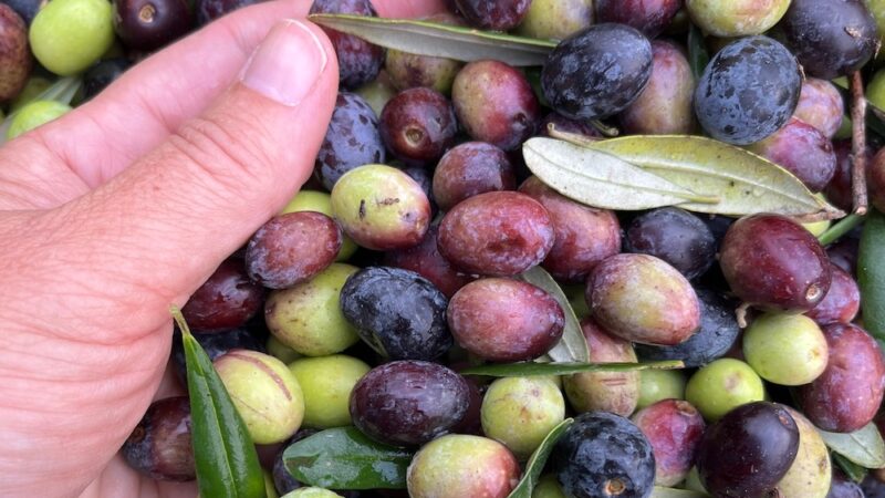 Our well-oiled olive industry