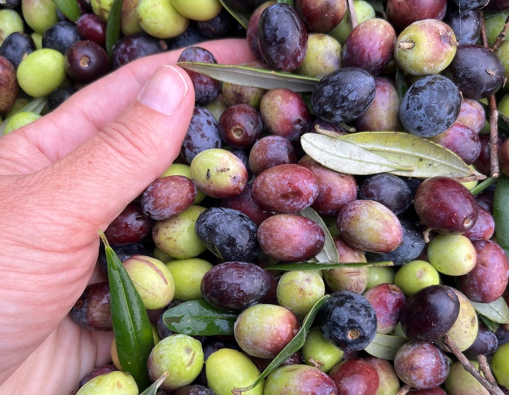Our well-oiled olive industry