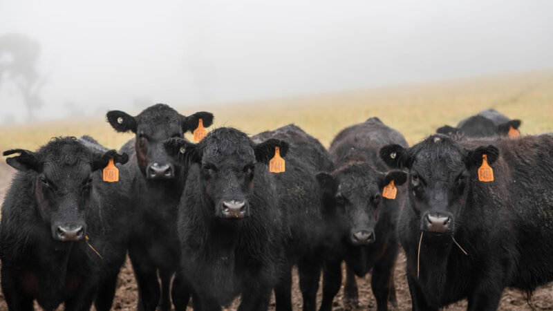 Bumper year for Australian farmers despite flooding