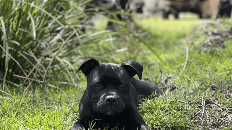 Meet Digger, The Farmer mag dog