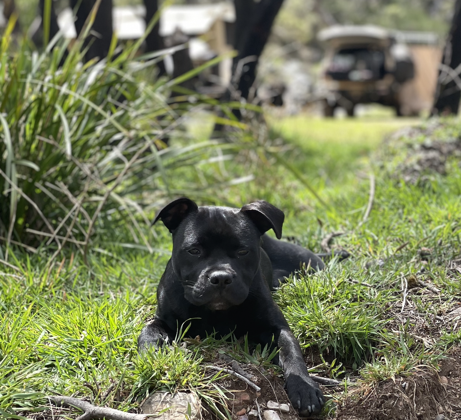 Meet Digger, The Farmer mag dog