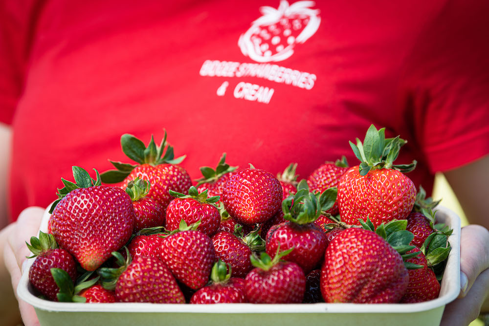 Strawberries and Cream – a bountiful business