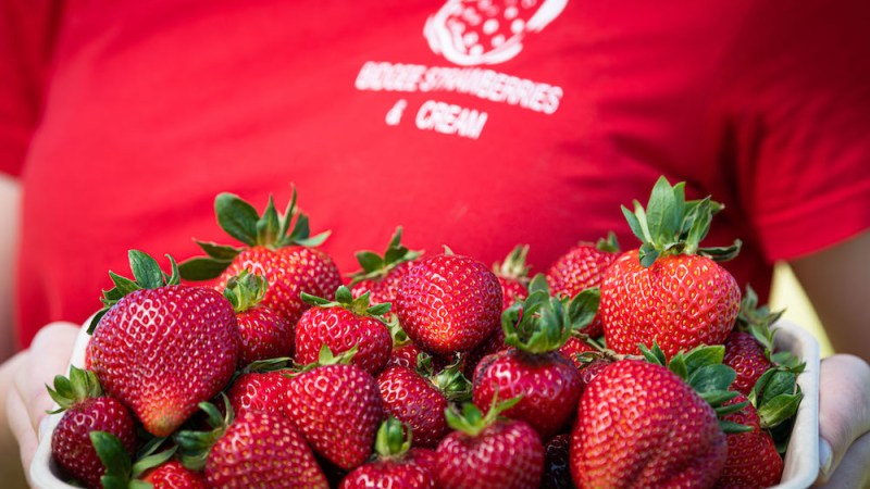 Strawberries and Cream – a bountiful business