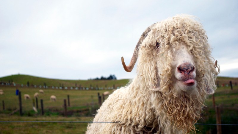 A great yarn about mohair