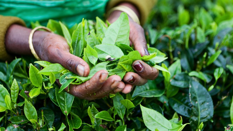 How Sri Lanka crippled its farming industry
