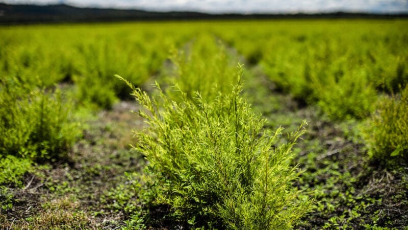 Three tales from tea tree farmers