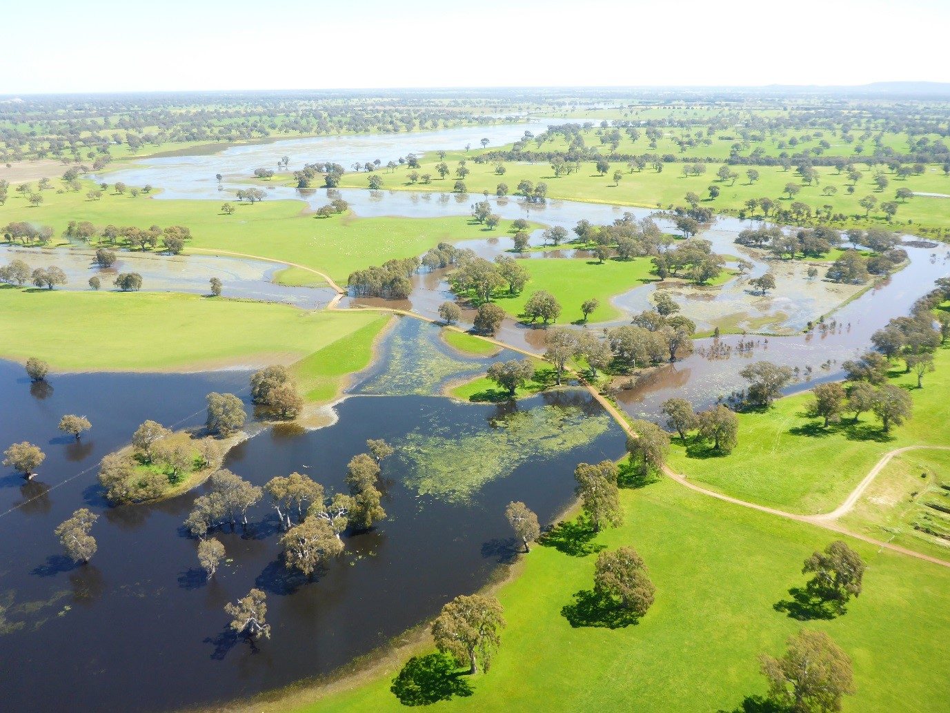 NSW government initiates major cuts in floodplain harvesting