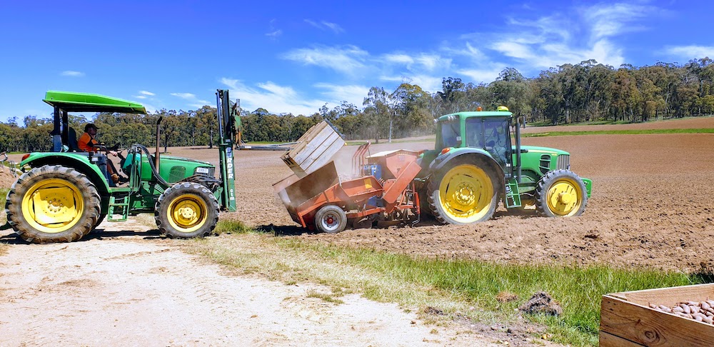 potato farmers