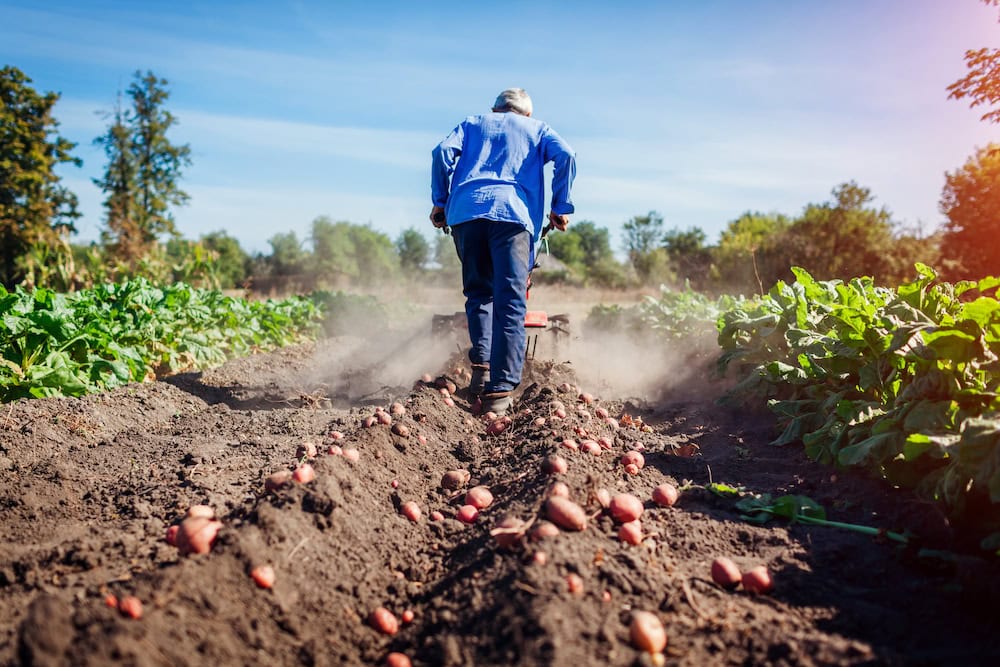 potato farmers