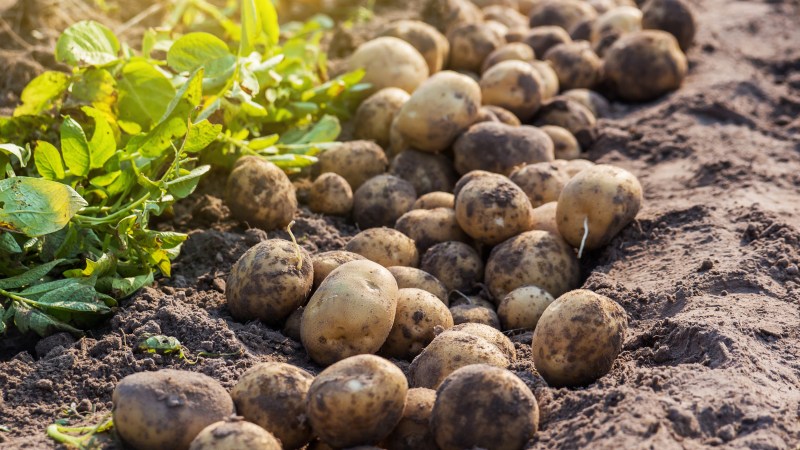 The chips are down for potato farmers