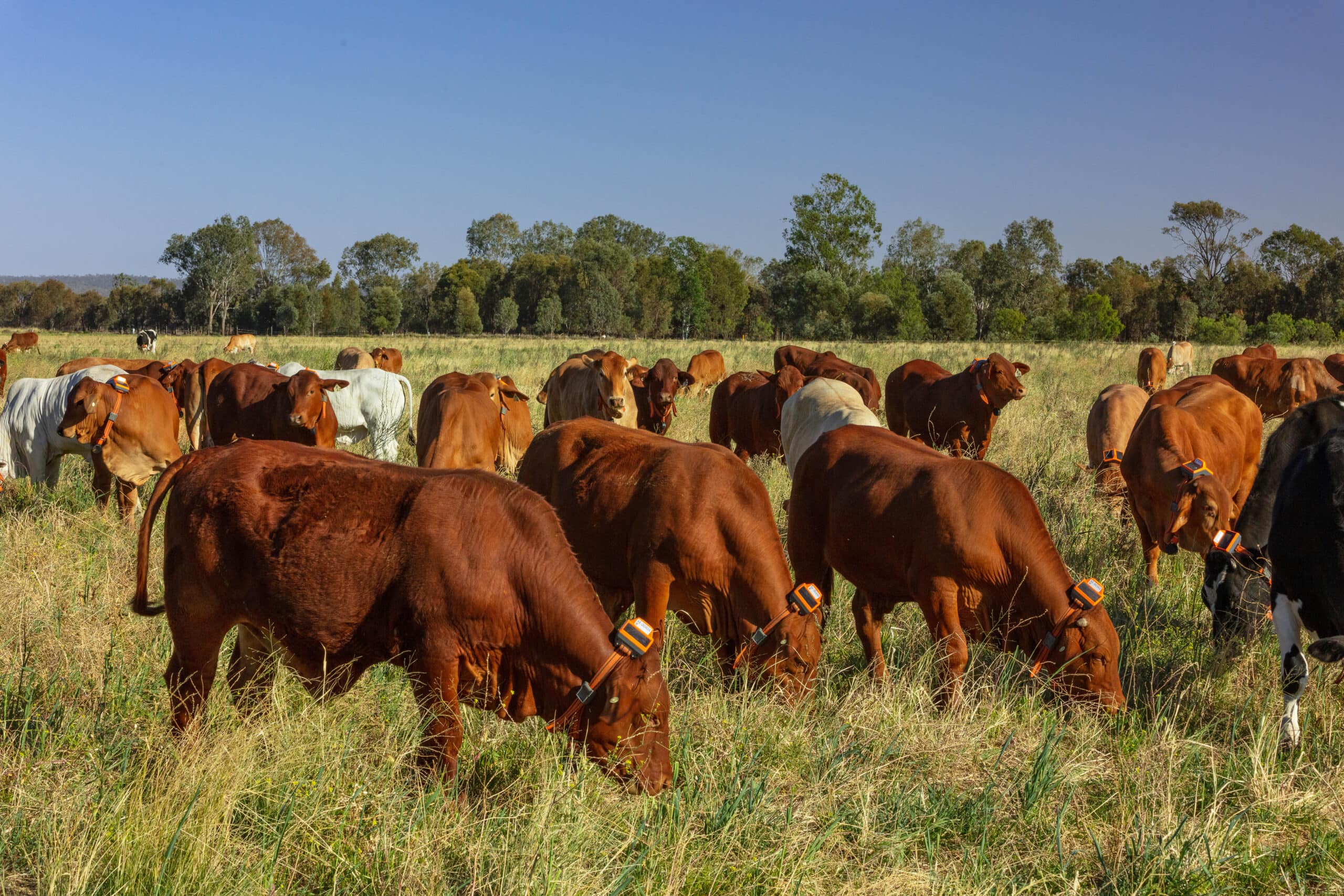 NSW Farmers urge State Government to allow access to virtual fencing