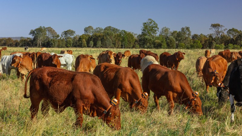 NSW Farmers urge State Government to allow access to virtual fencing