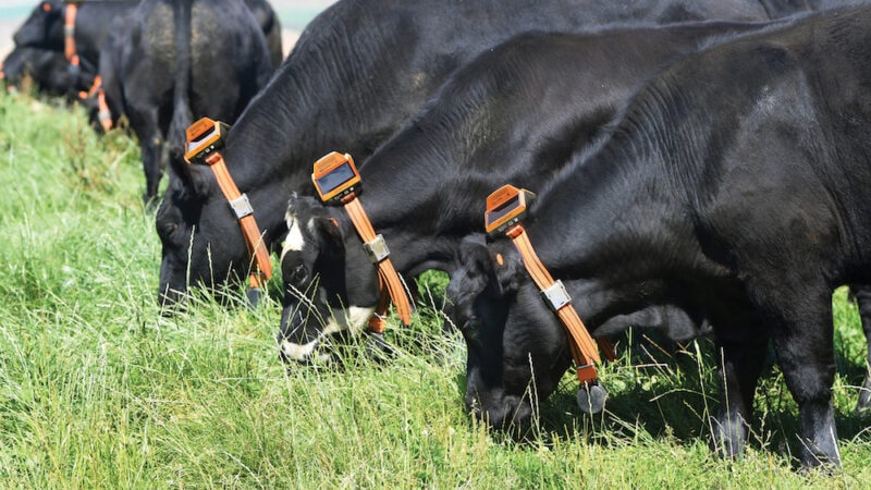 Gates still closed on virtual fencing in NSW