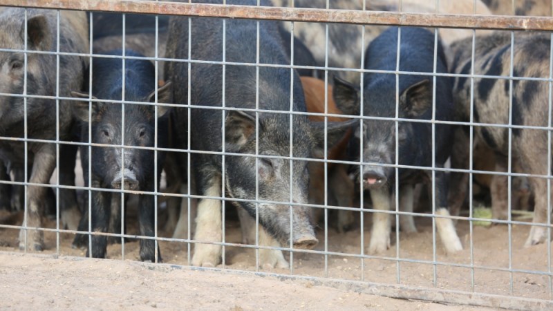 Feral pigs in the state election space