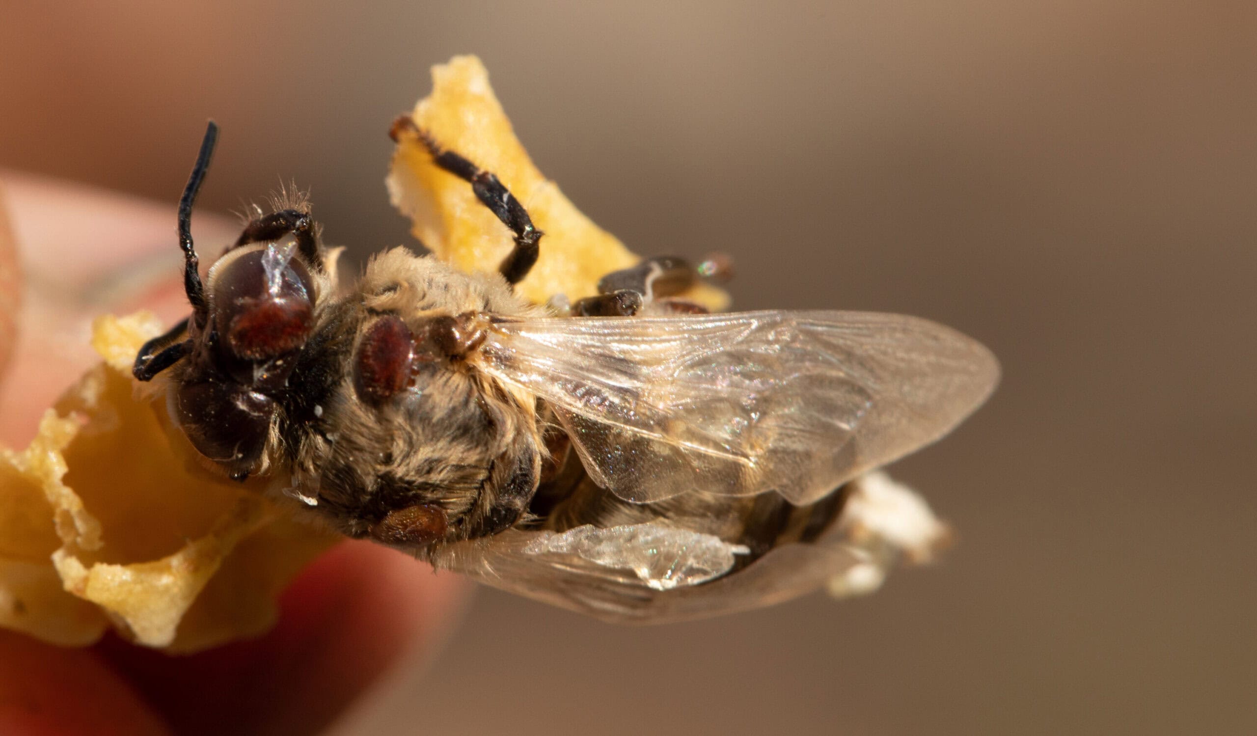 Sticking to the Varroa mite plan