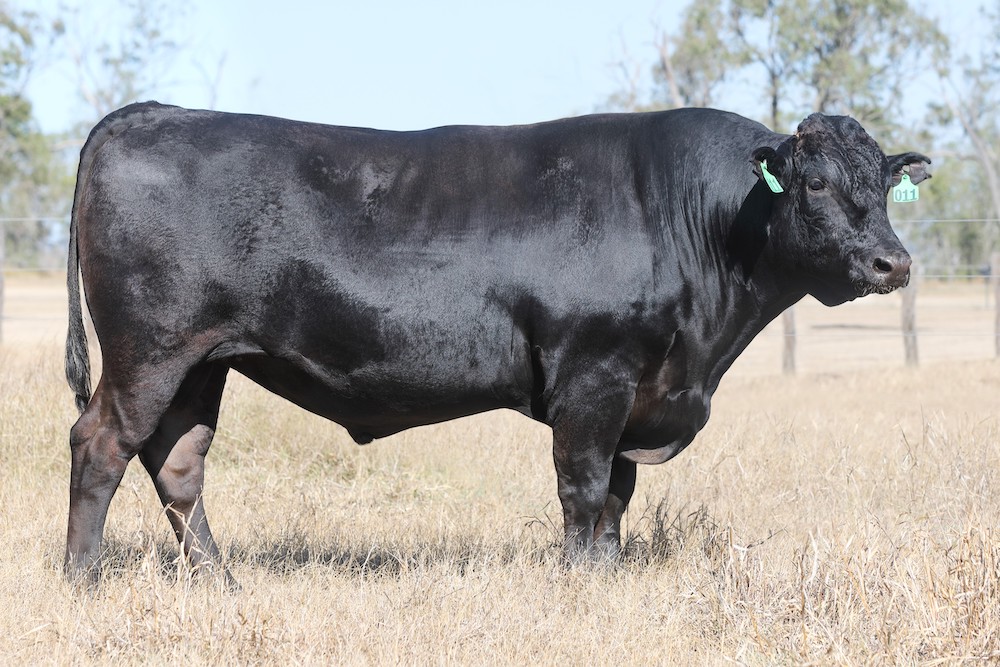 What’s at stake for Australian Wagyu?