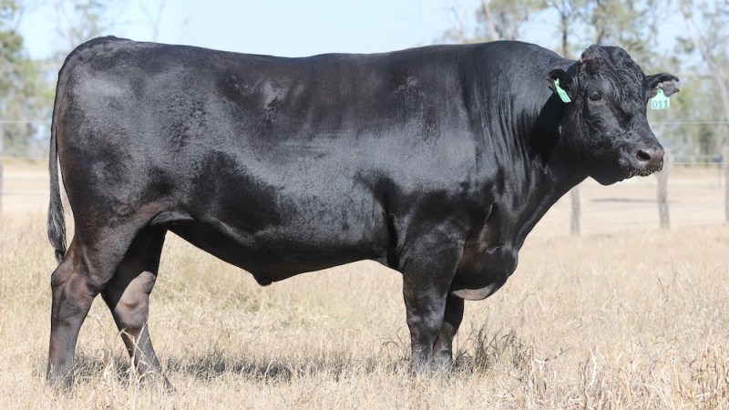 What’s at stake for Australian Wagyu?