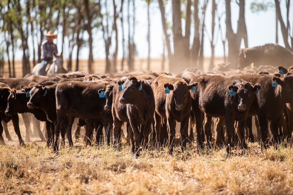 Australian wagyu