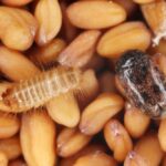 Grain biosecurity is threatened by the Khapra beetle