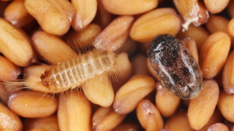 Spotlight on grain biosecurity