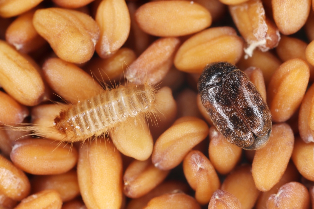 Grain biosecurity is threatened by the Khapra beetle