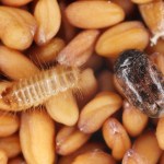 Grain biosecurity is threatened by the Khapra beetle