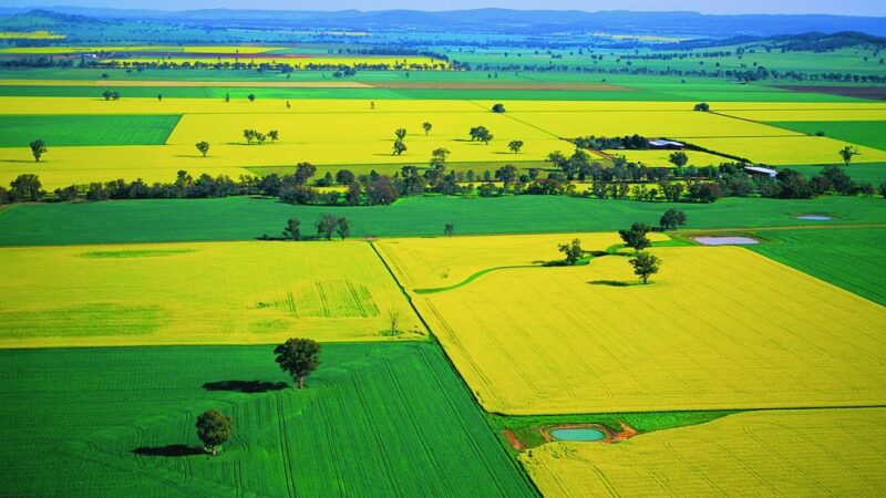 NSW winter crops set for record yields, but farmers urged to stay cautious