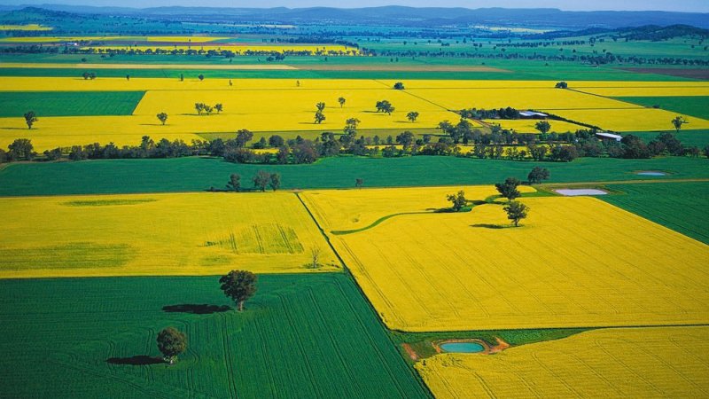 NSW winter crops set for record yields, but farmers urged to stay cautious