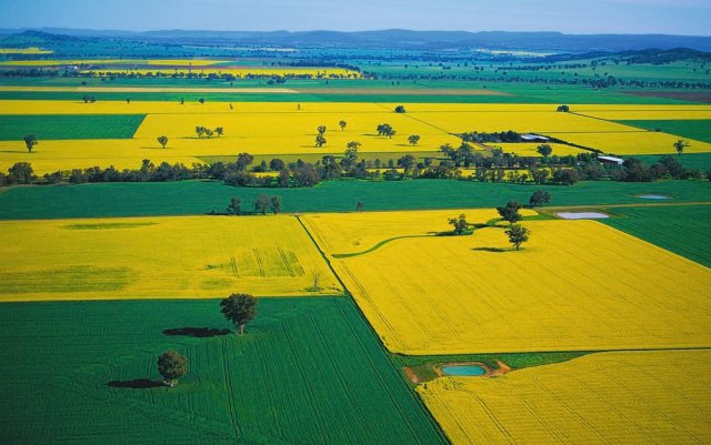 NSW winter crops set for record yields, but farmers urged to stay cautious