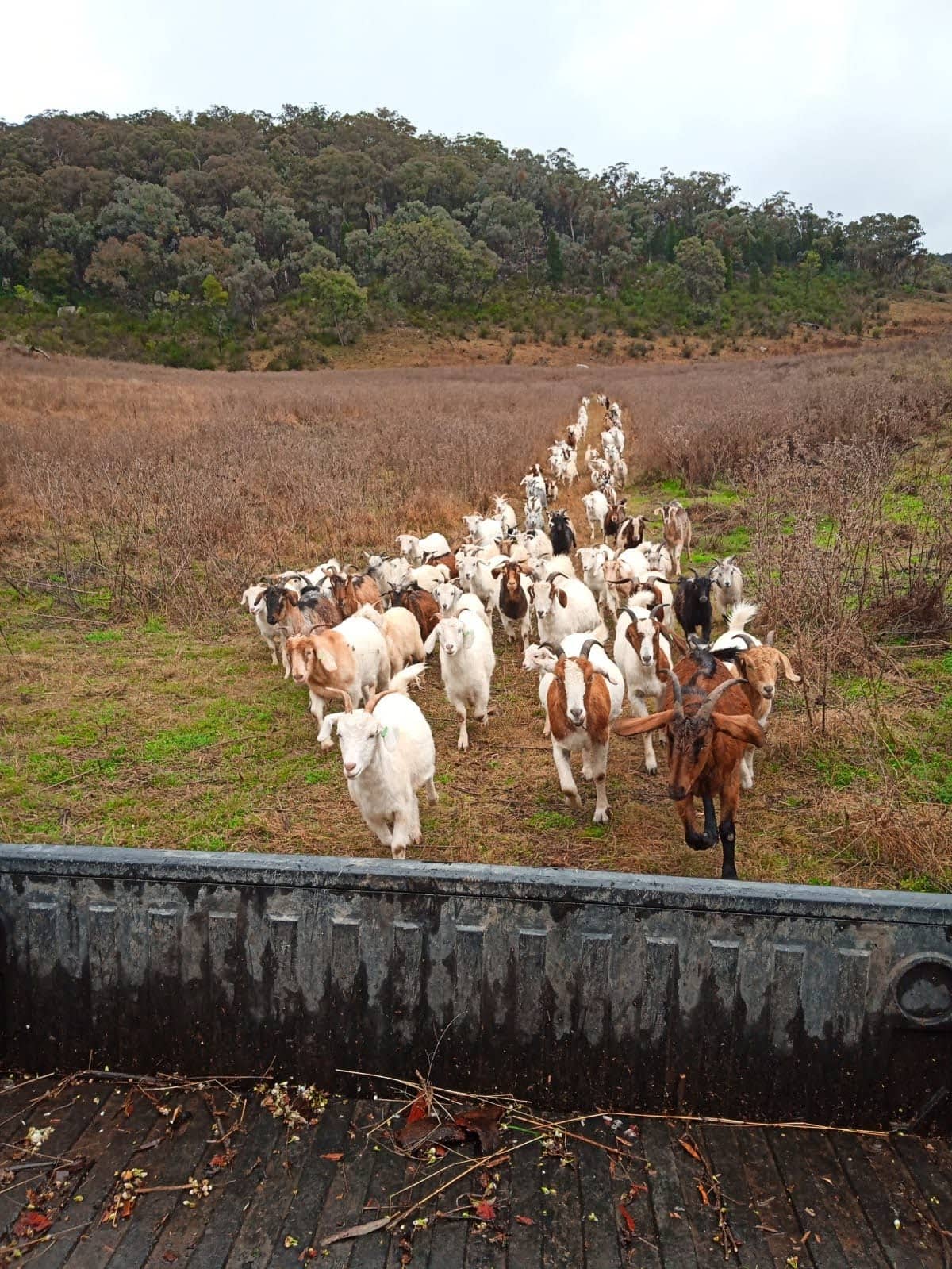 I'm not kidding: a goat is a gardener's best friend, Gardens