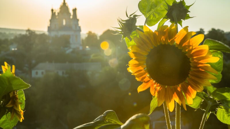 The sunflower boom that never happened