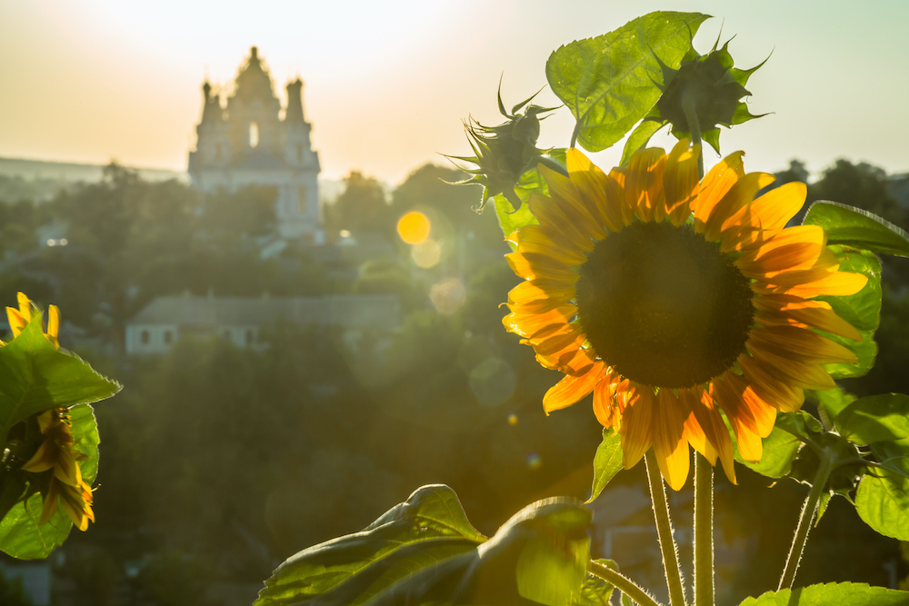 The sunflower boom that never happened