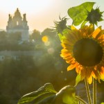 The sunflower industry is key in the Ukraine