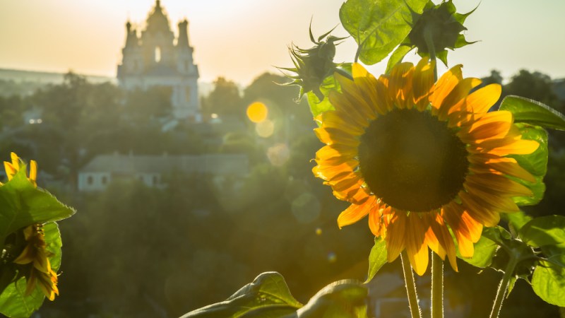 The sunflower boom that never happened
