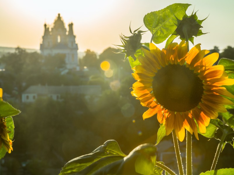 The sunflower industry is key in the Ukraine