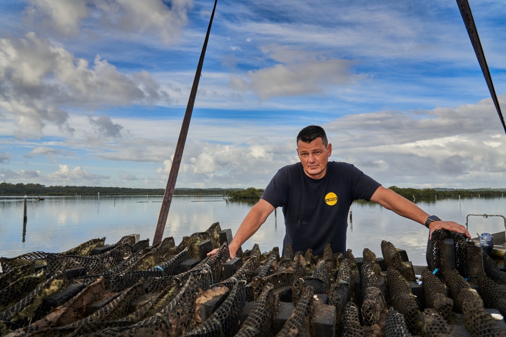 The future for Port Stephens oysters