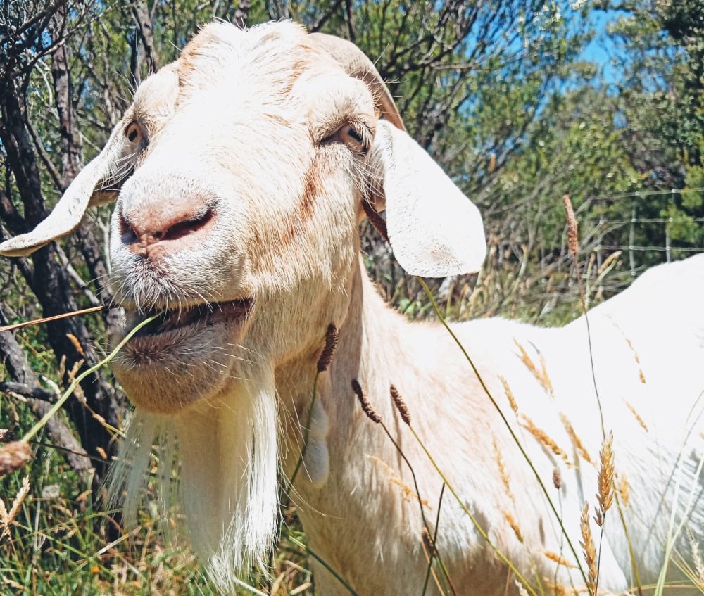 Goats for hire to combat weeds