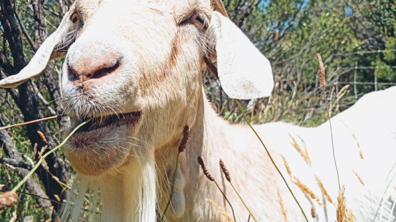 Goats for hire to combat weeds
