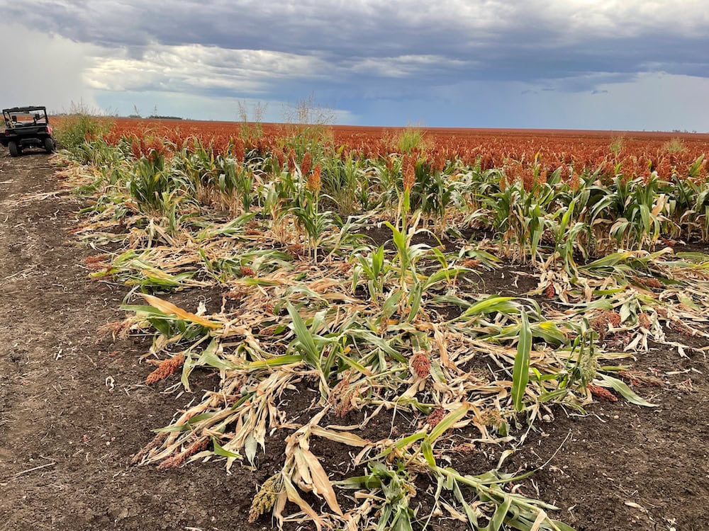 Feral pigs NSW farmers having a pig of a time The Farmer Magazine