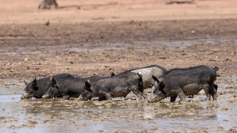 A pig of a time: addressing the curly issues around feral pigs