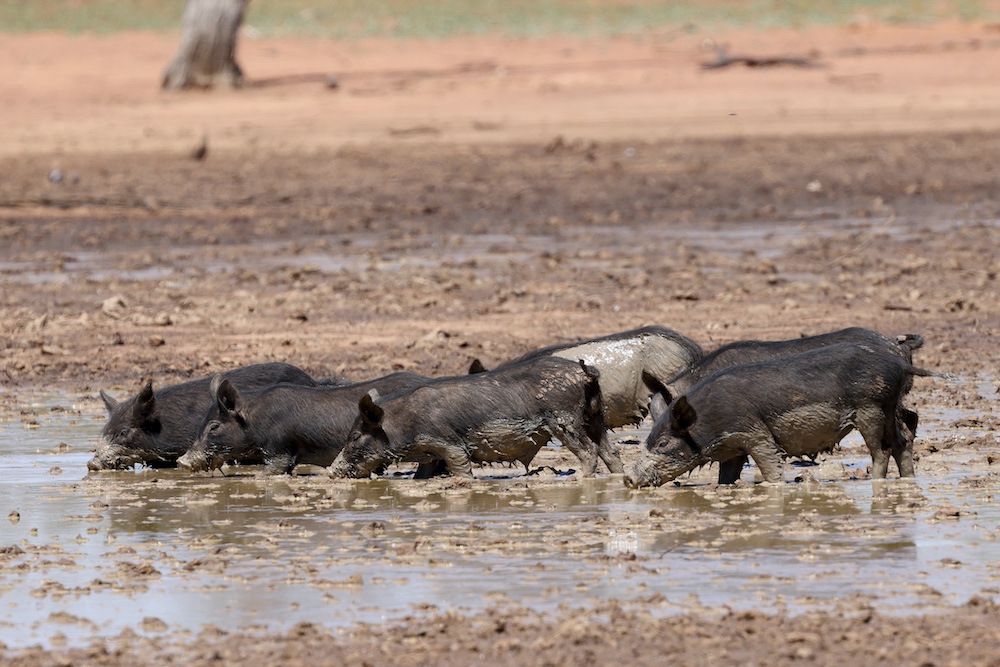 A pig of a time: addressing the curly issues around feral pigs