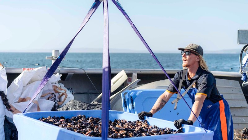 Developing mussels: spotlight on a unique NSW industry