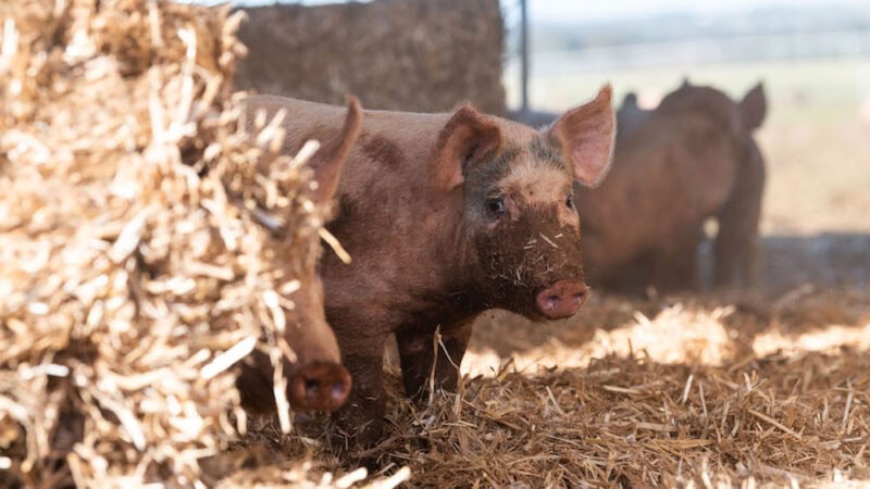 The farm where pampering pigs is simply good taste