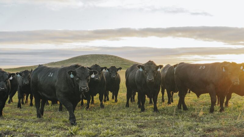 A more confident herd