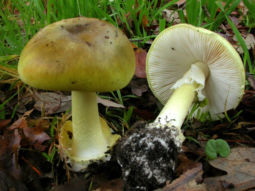 Mushroom foraging death cap