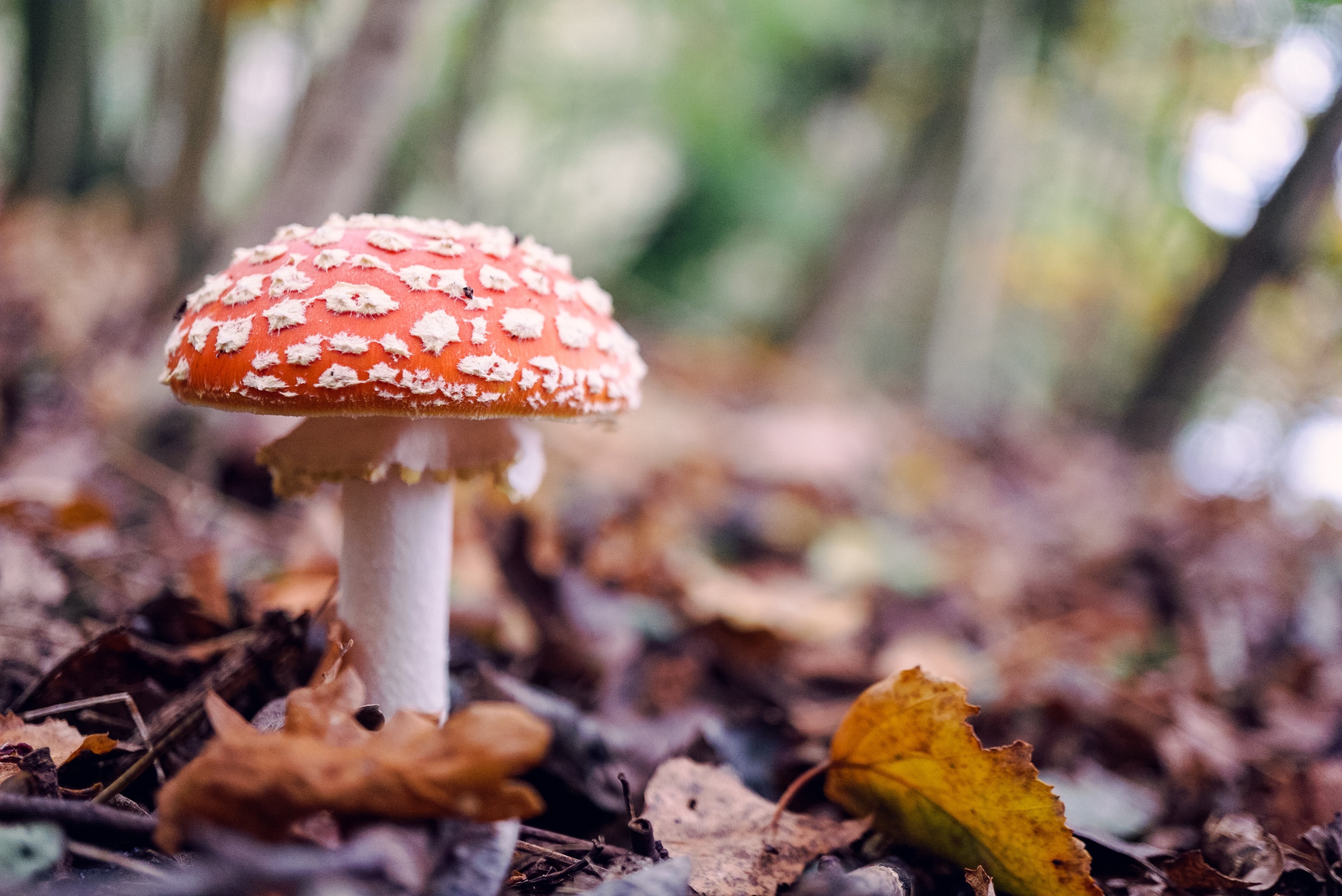 Mushroom foraging dangers under scrutiny