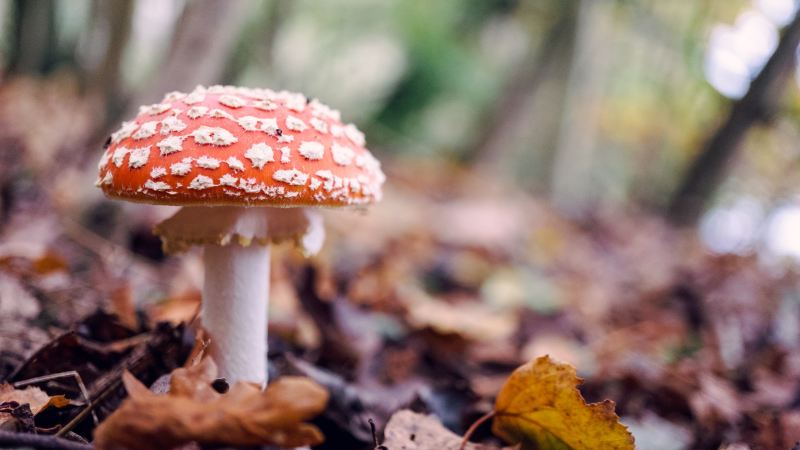 Mushroom foraging dangers under scrutiny