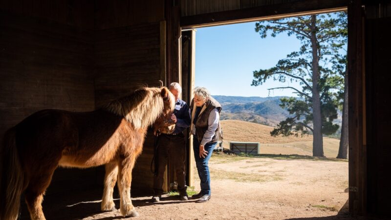 The Icelandic horses of Harris Farm Markets