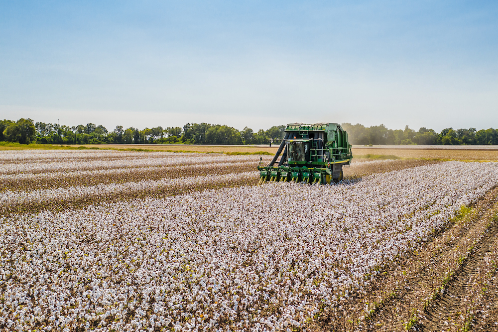harvesting cotton